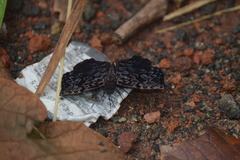 Cycloglypha thrasibulus