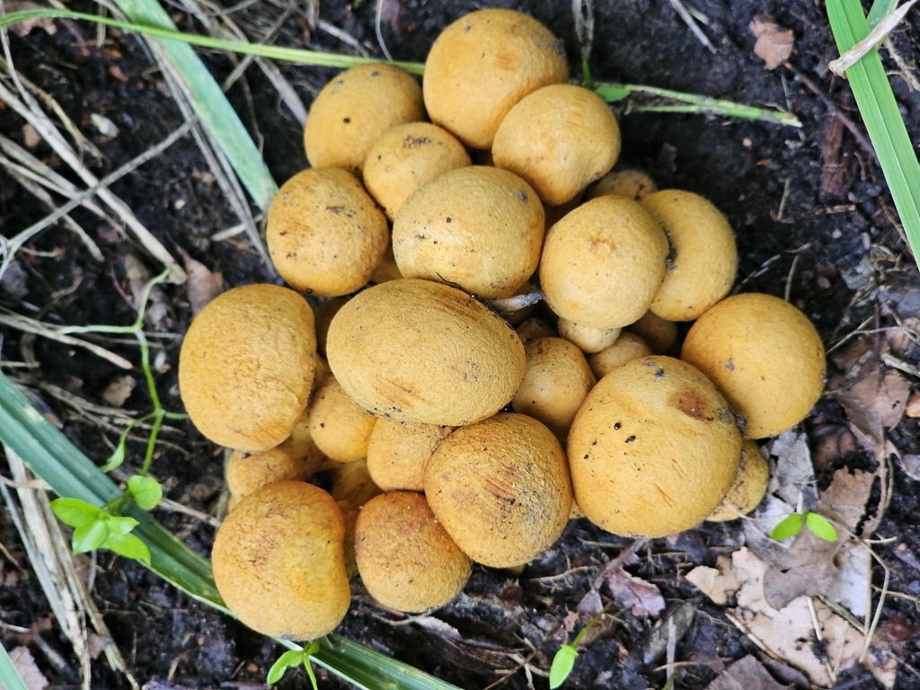 Gymnopilus junonius · January 2025 · photo: © shimple (iNaturalist, cc0)