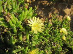 Delosperma crassum