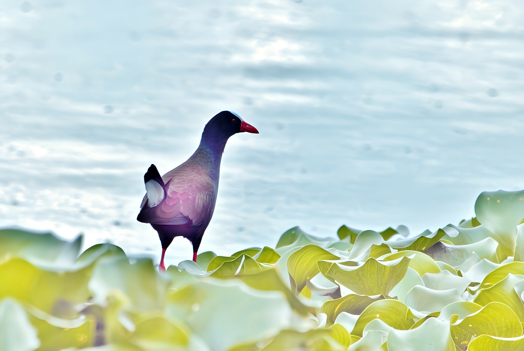 Allen's Gallinule (Porphyrio alleni), photo 4