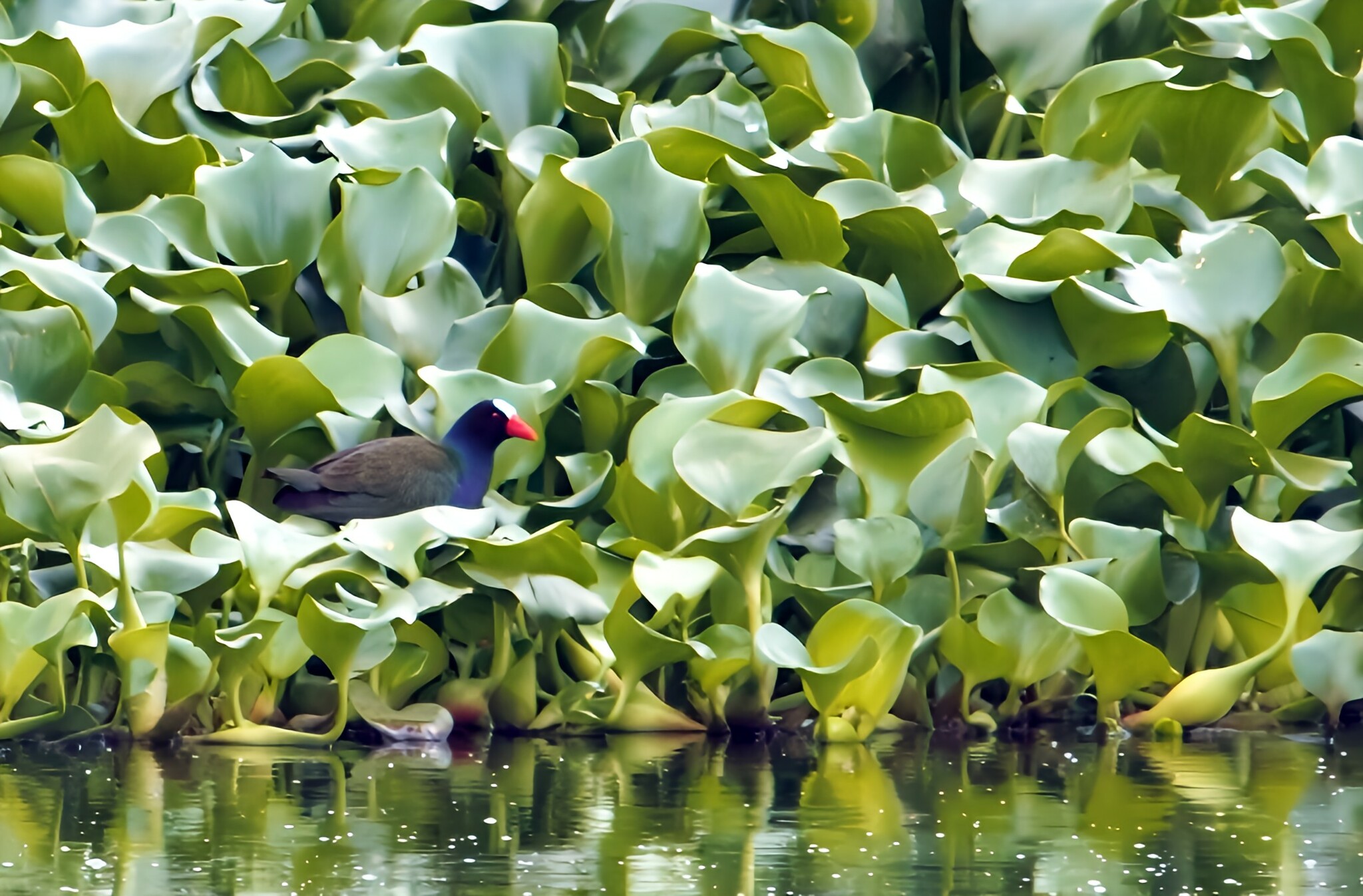 Allen's Gallinule (Porphyrio alleni), photo 5