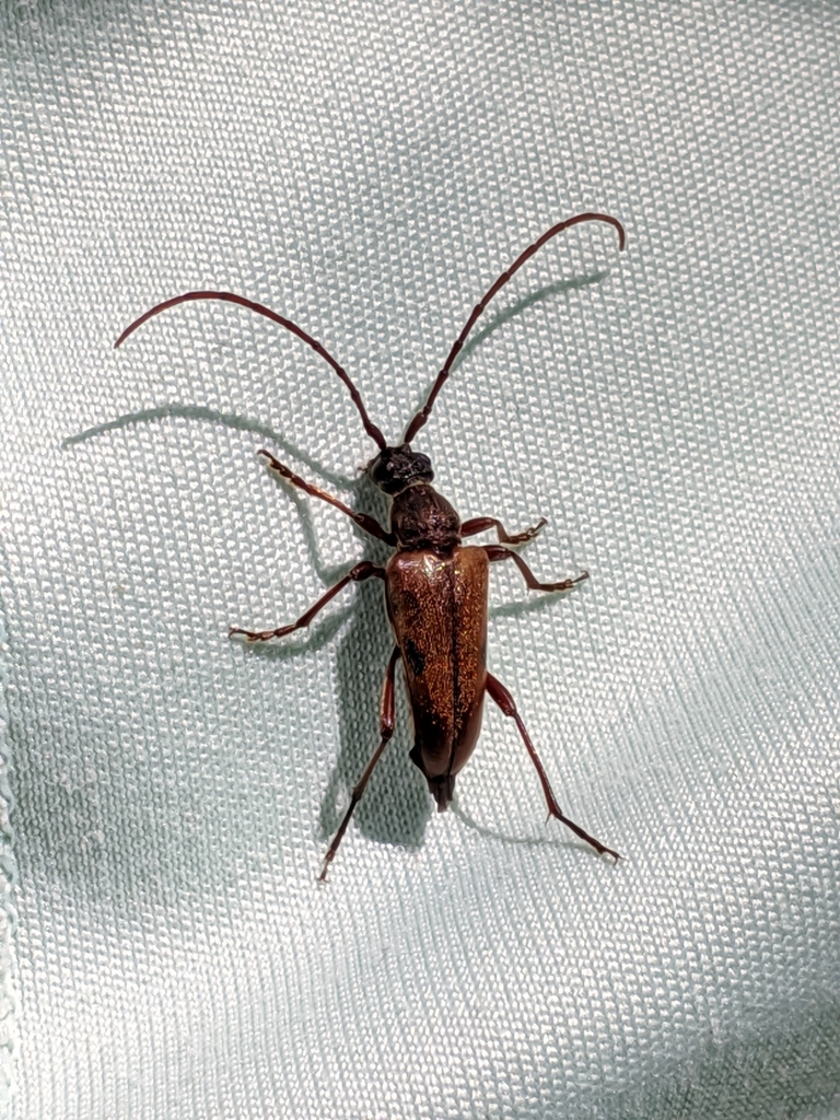 Two-spotted Long-horned Beetle