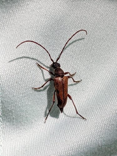 Two-spotted Long-horned Beetle