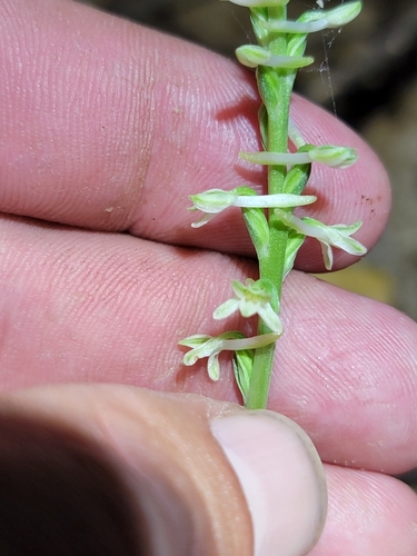 Image of Platanthera transversa by (c) Colin J Pryor, some rights reserved (CC BY)
