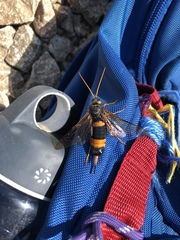 Urocerus flavicornis