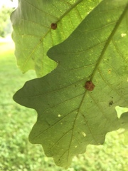Andricus nigricens