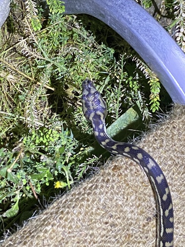 Coastal Carpet Python sighting