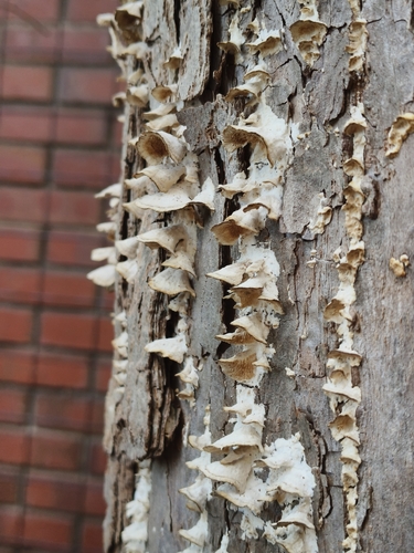 Trichaptum abietinum