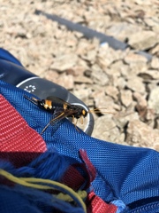 Urocerus flavicornis