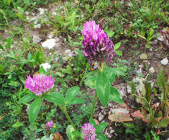 Trifolium pratense