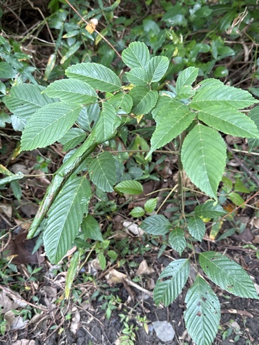 Foto de Café-de-bugre