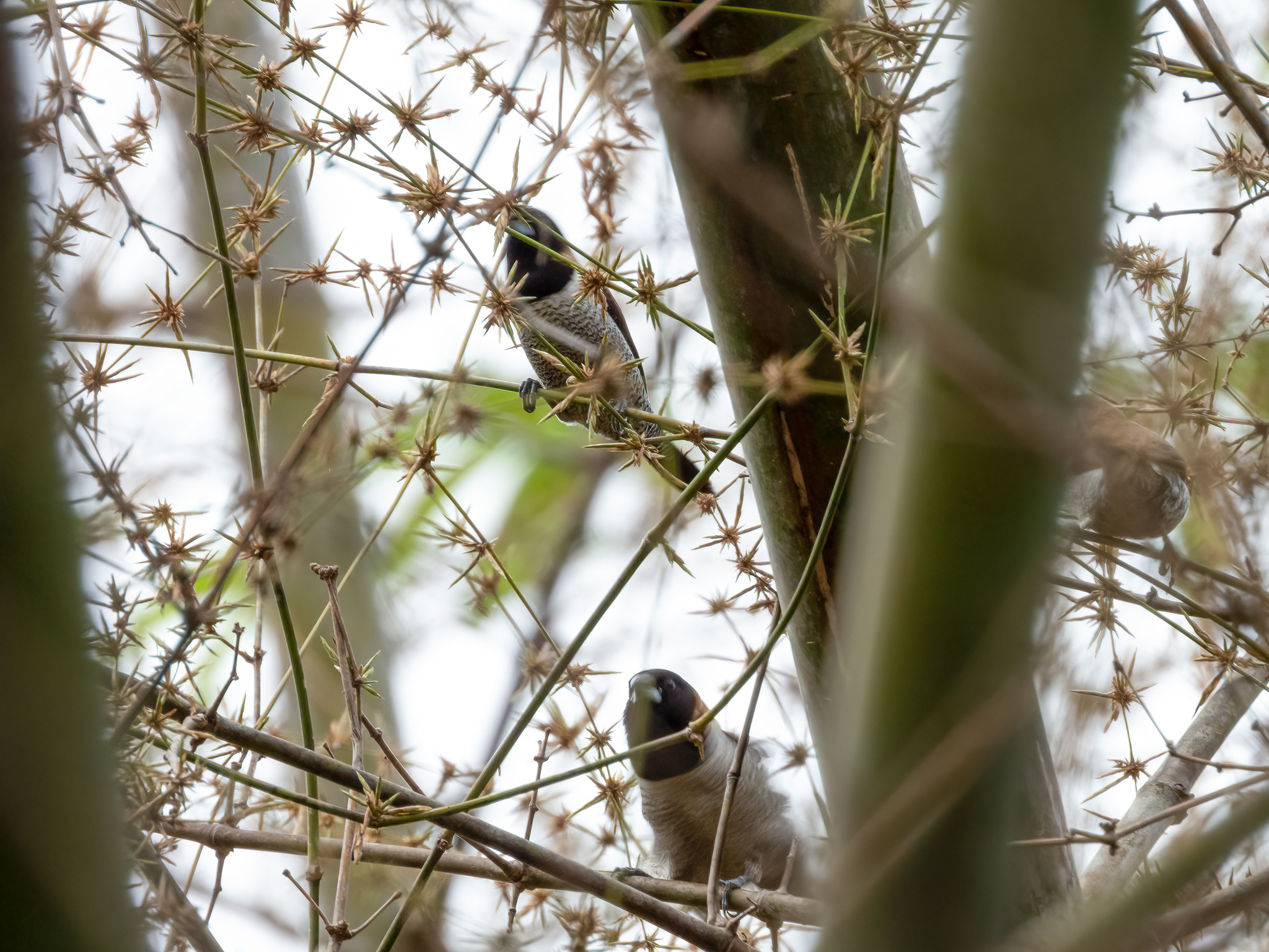 Black-faced Munia (Lonchura molucca), photo 5