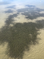 Cymodoceaceae