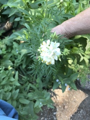 Polemonium foliosissimum