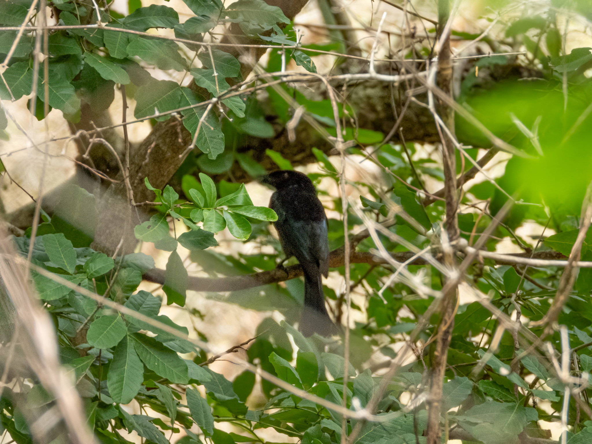 Wallacean Drongo (Dicrurus densus), photo 10