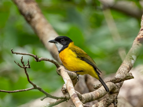Tenggara Whistler (Pachycephala calliope), photo 10
