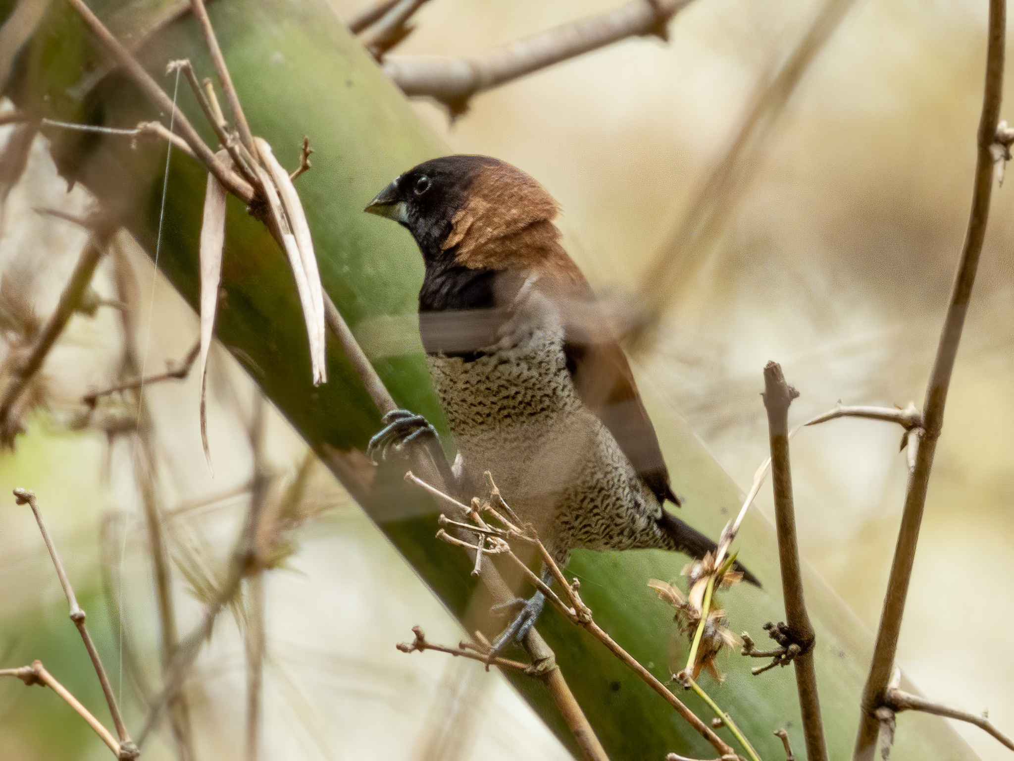 Black-faced Munia (Lonchura molucca), photo 6