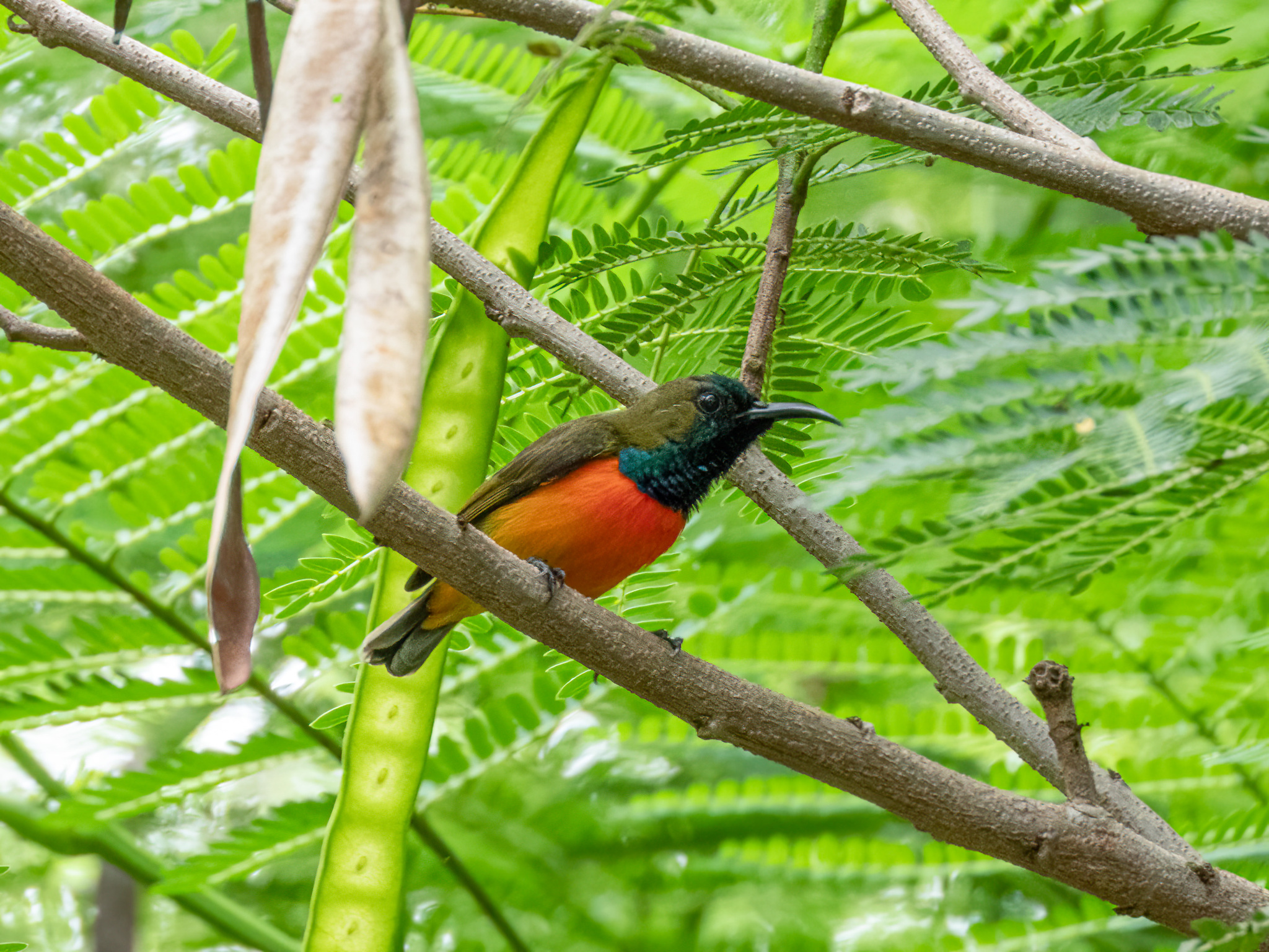 Flame-breasted Sunbird (Cinnyris solaris), photo 7