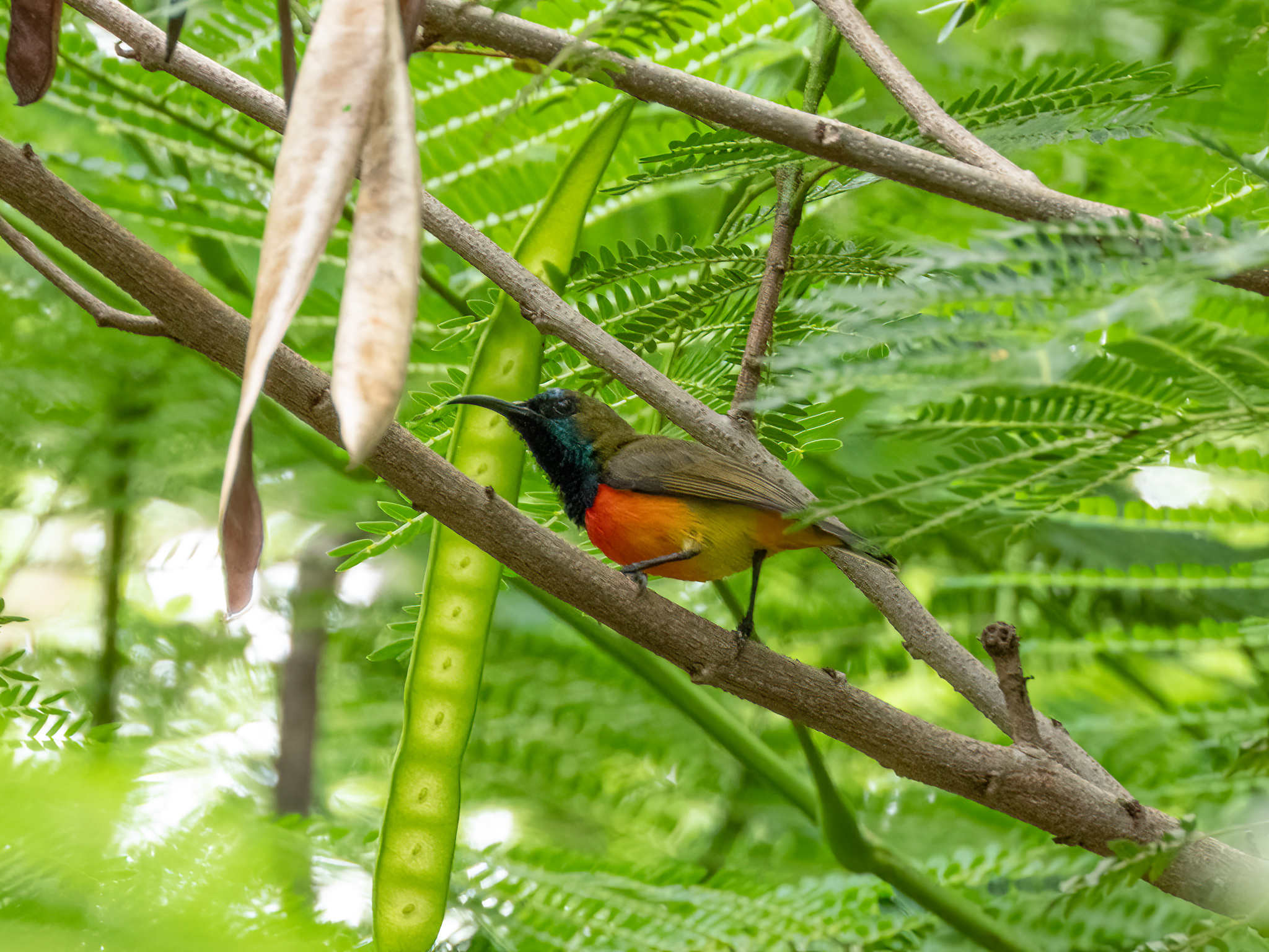 Flame-breasted Sunbird (Cinnyris solaris), photo 8