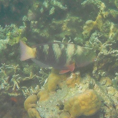 Chlorurus bleekeri