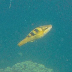 Scarus dimidiatus