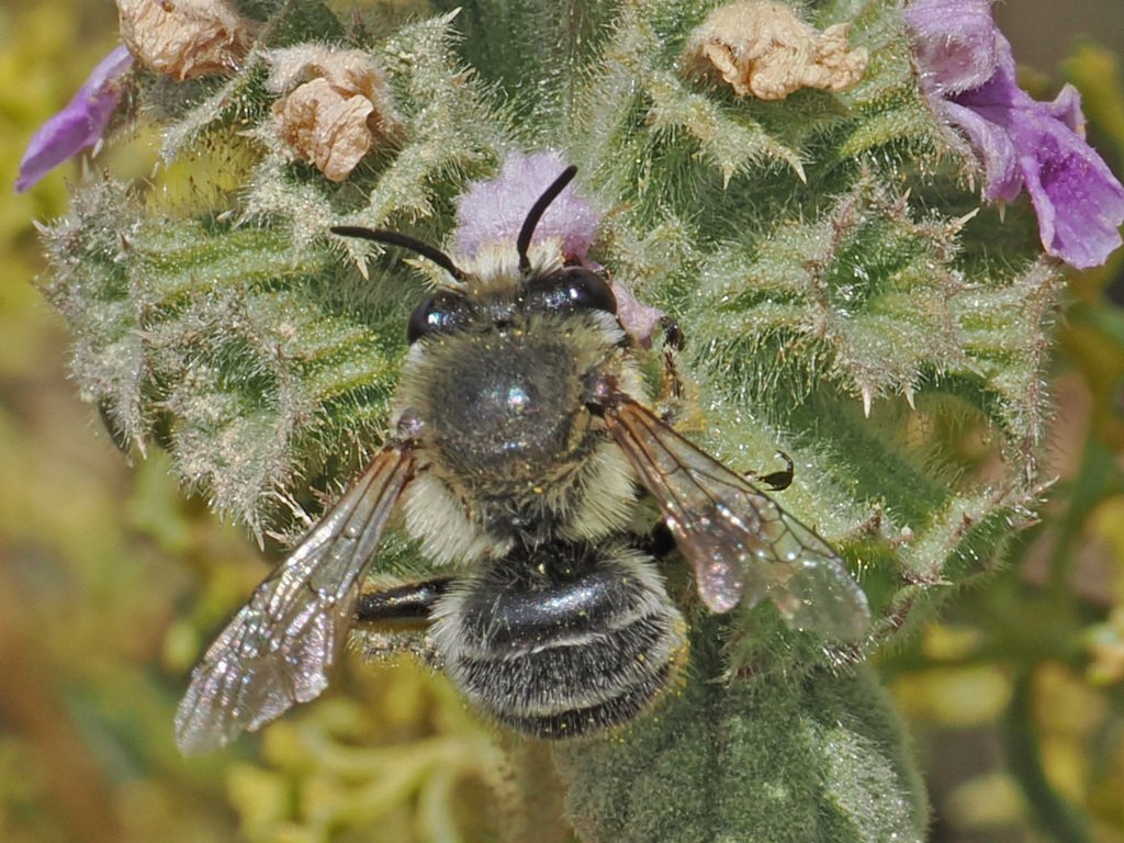 Peppered Flower-loving Digger Bee