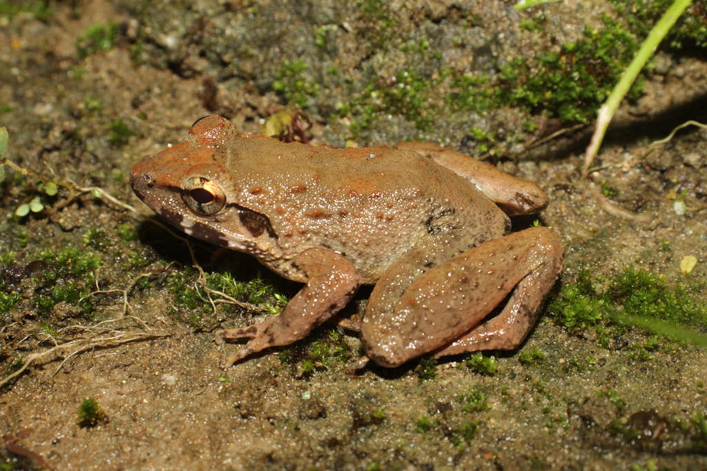 Shompen Frog