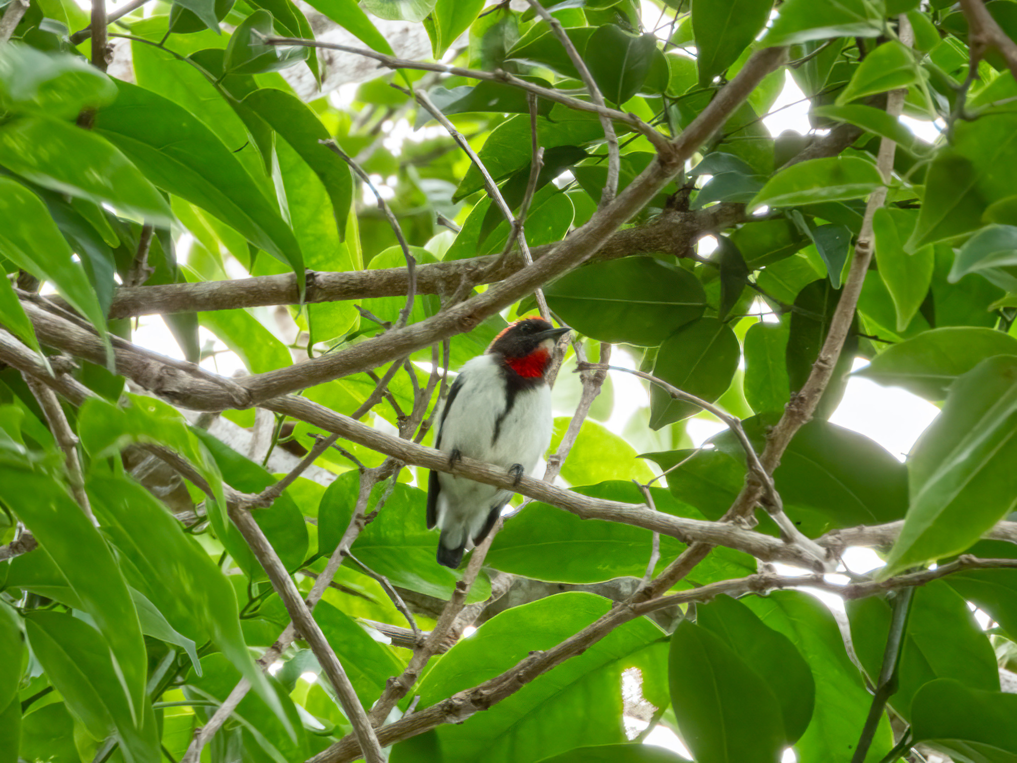 Black-fronted Flowerpecker (Dicaeum igniferum), photo 10