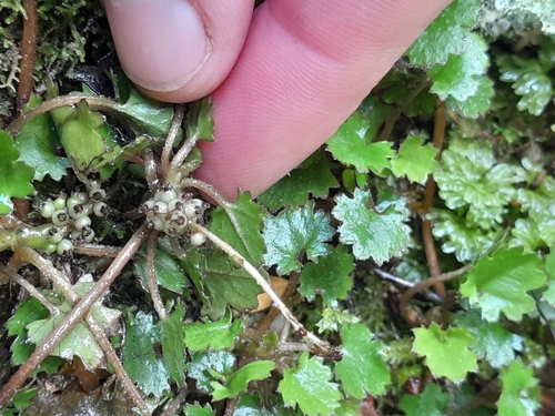 Gunnera monoica (Gunnera monoica)