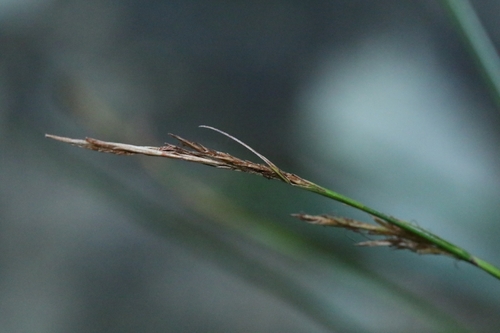 Carex teinogyna iNat (3)