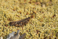 Pardalophora apiculata