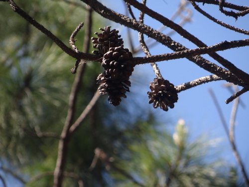 Image of Pinus kesiya by (c) 呂一起(Lu i-chi), some rights reserved (CC BY)