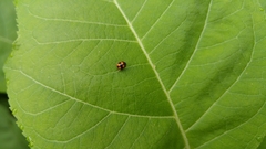 Brachiacantha decora