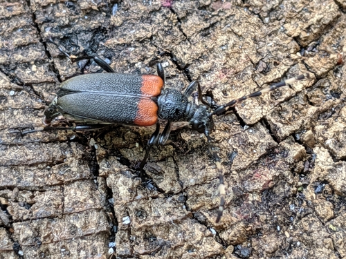 Red-shouldered Pine Borer photo 3
