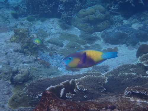 Japanse papegaaivis (Chlorurus japanensis) — Scaridae — 4