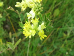 Medicago falcata
