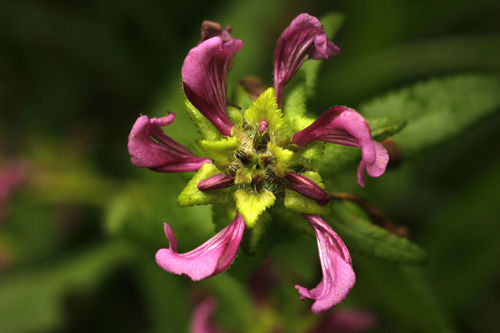 Pedicularis resupinata iNat (2)