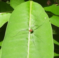 Leiobunum calcar
