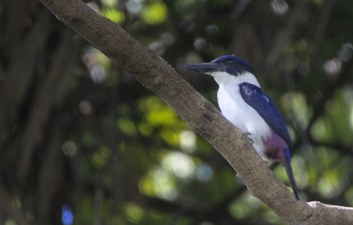Todiramphus leucopygius observed 2024-11-22