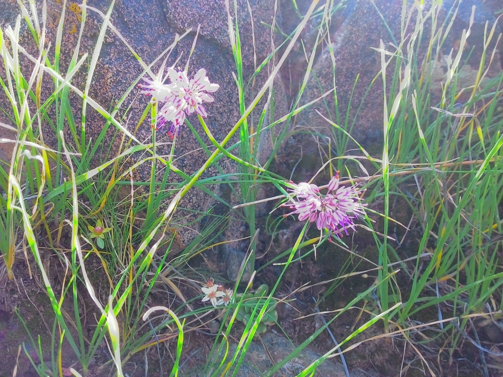 Allium jucundum