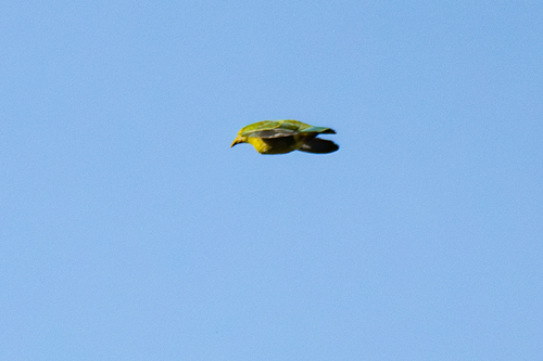 Ptilinopus solomonensis, 2024-11-22