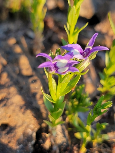Image of Downingia elegans by (c) Colin J Pryor, some rights reserved (CC BY)