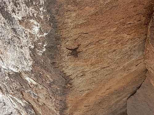 Fan-fingered Geckos