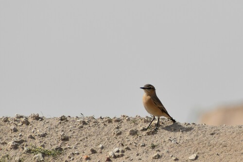 Isabelline Wheatear