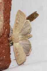 Leucania pseudargyria