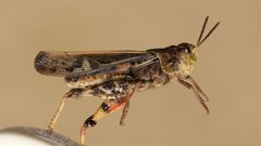 Pardalophora apiculata