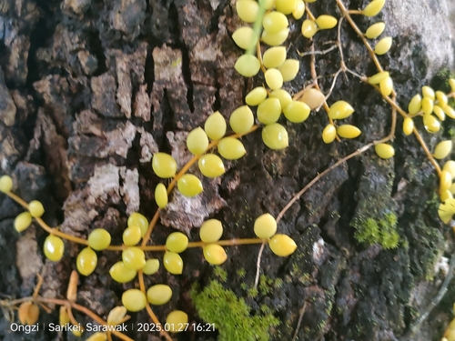 Foto de Corda-de-sapo