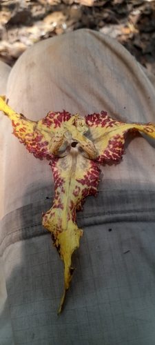 Monodora tenuifolia, photograph 6