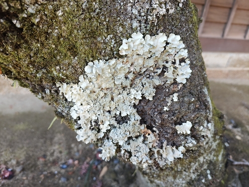 Parmotrema tinctorum