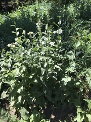 Rudbeckia occidentalis